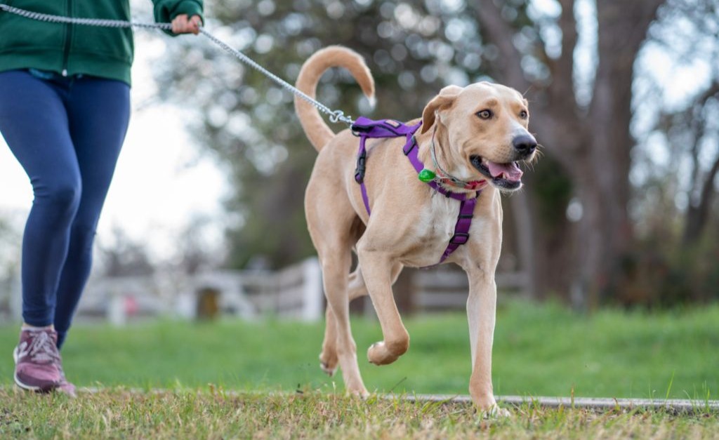 Animal Shelter Management: Optimize your Intake, Foster Care and Adoption Process with the Ragic Template Icon